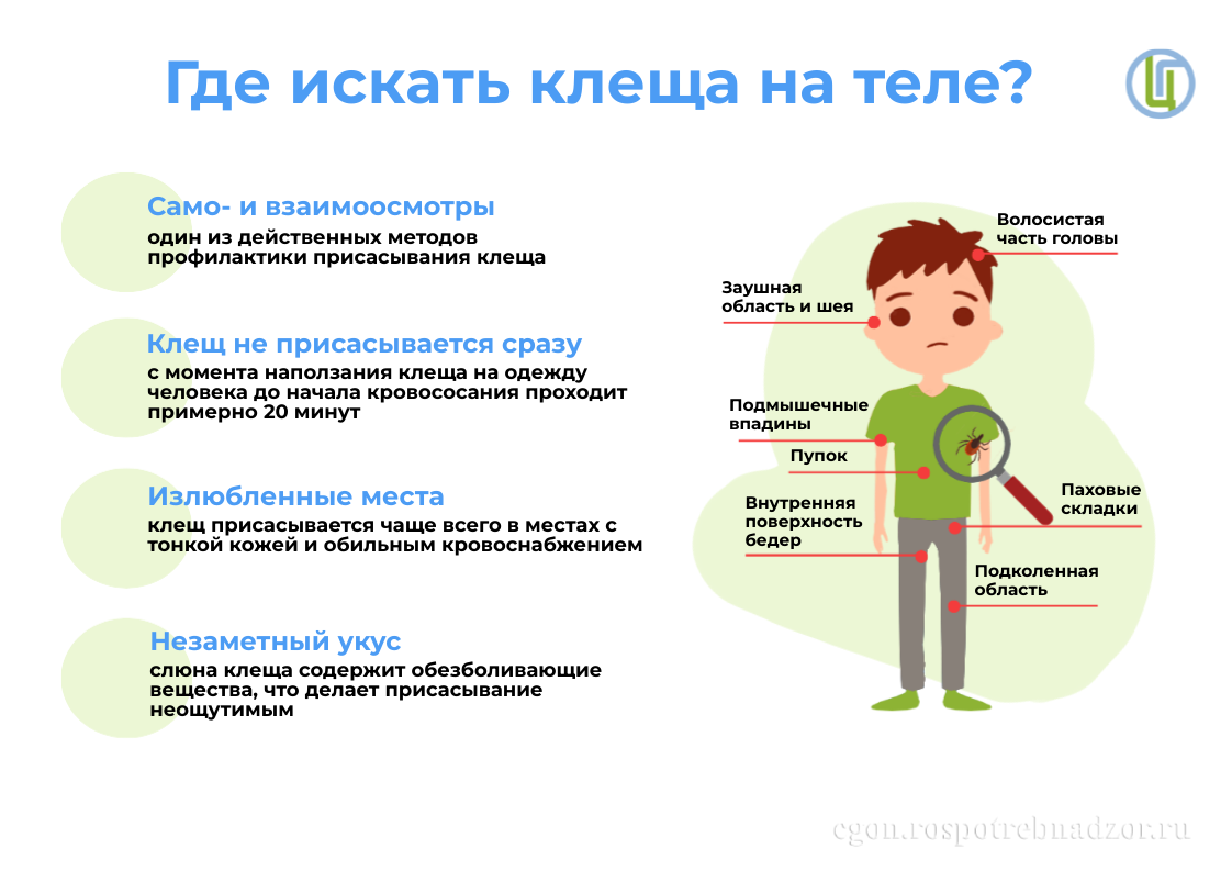 Где искать клеща на теле